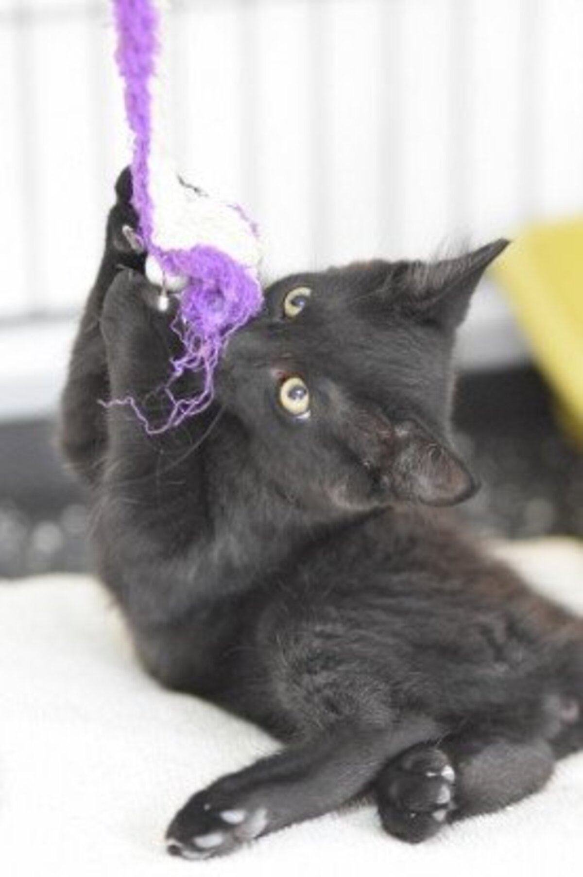 Adoption Bambum