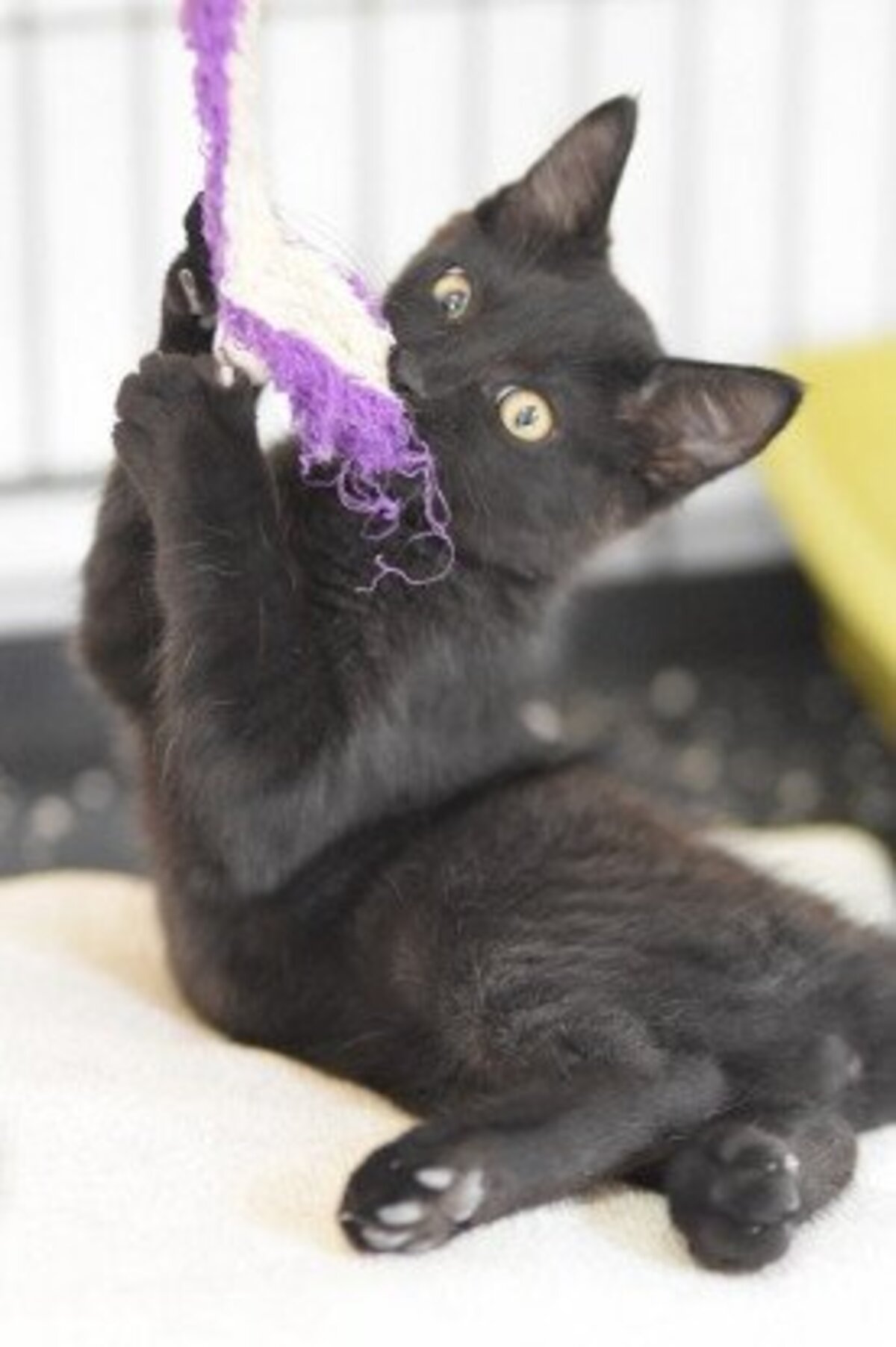 Adoption Bambum