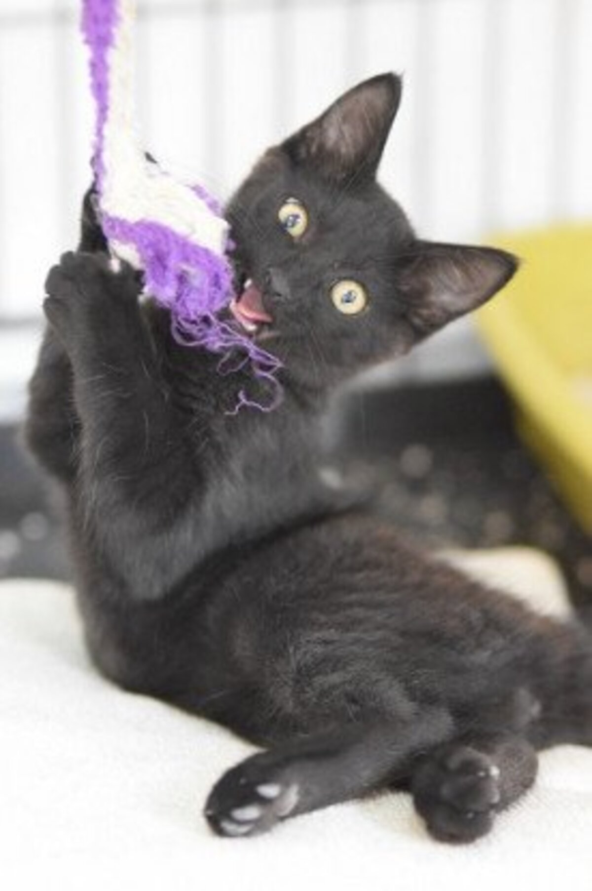 Adoption Bambum