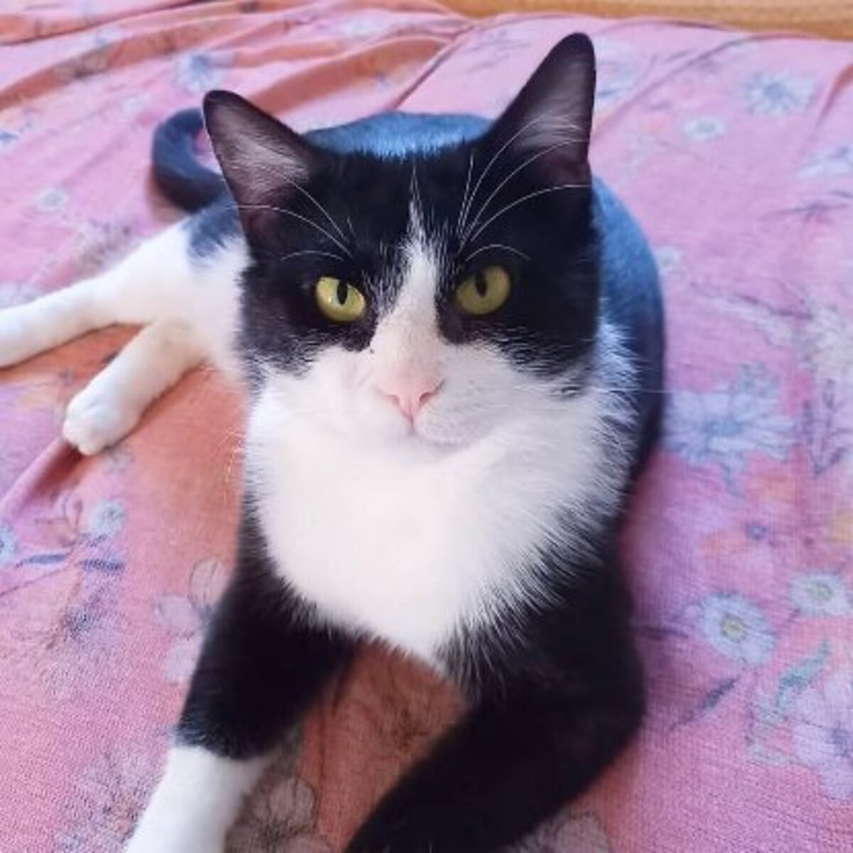 Adoption Bao