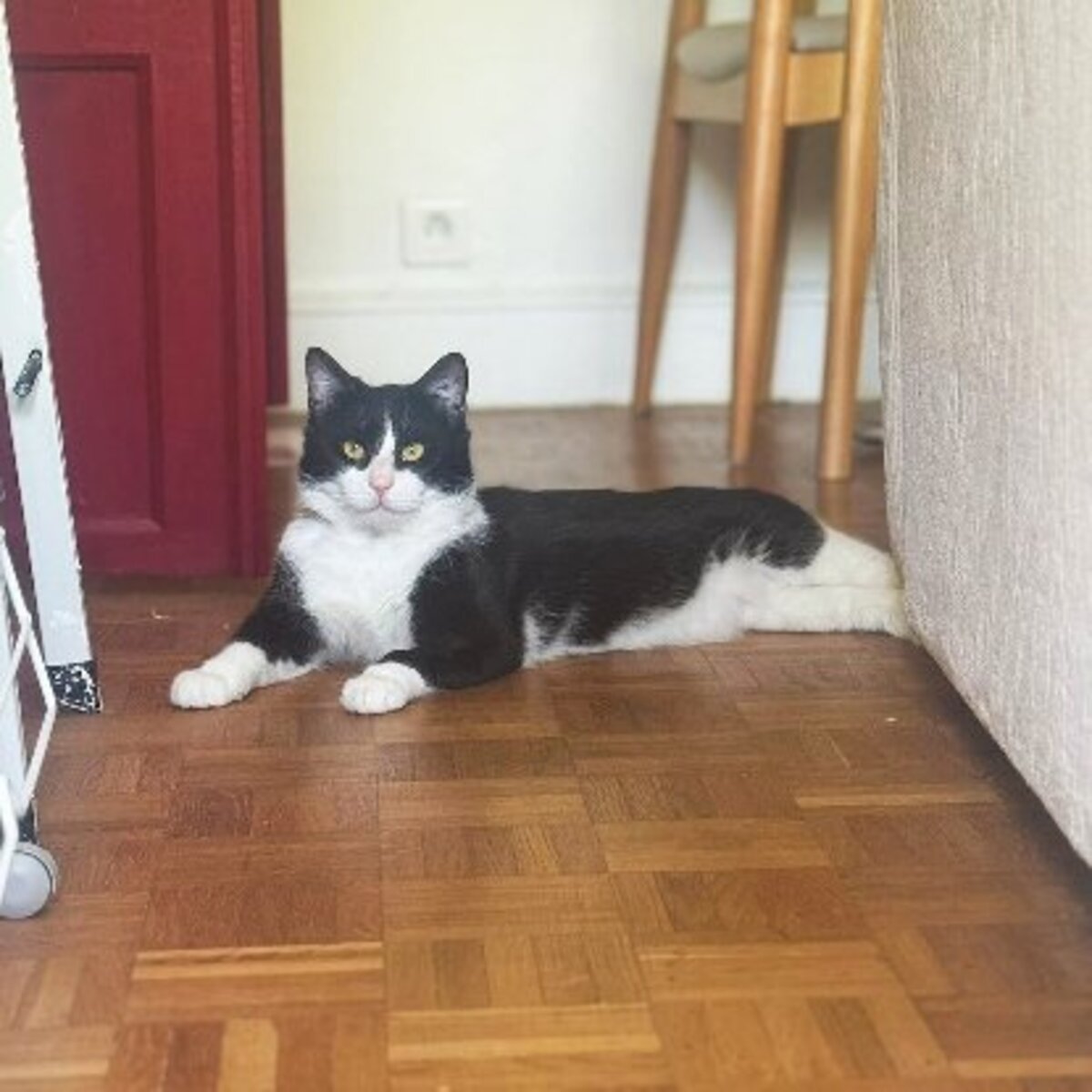 Adoption Bao