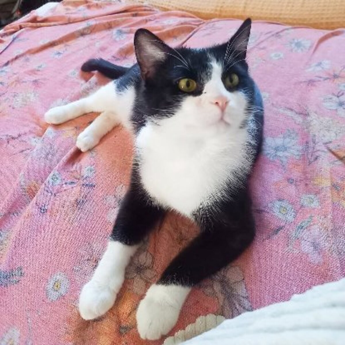 Adoption Bao