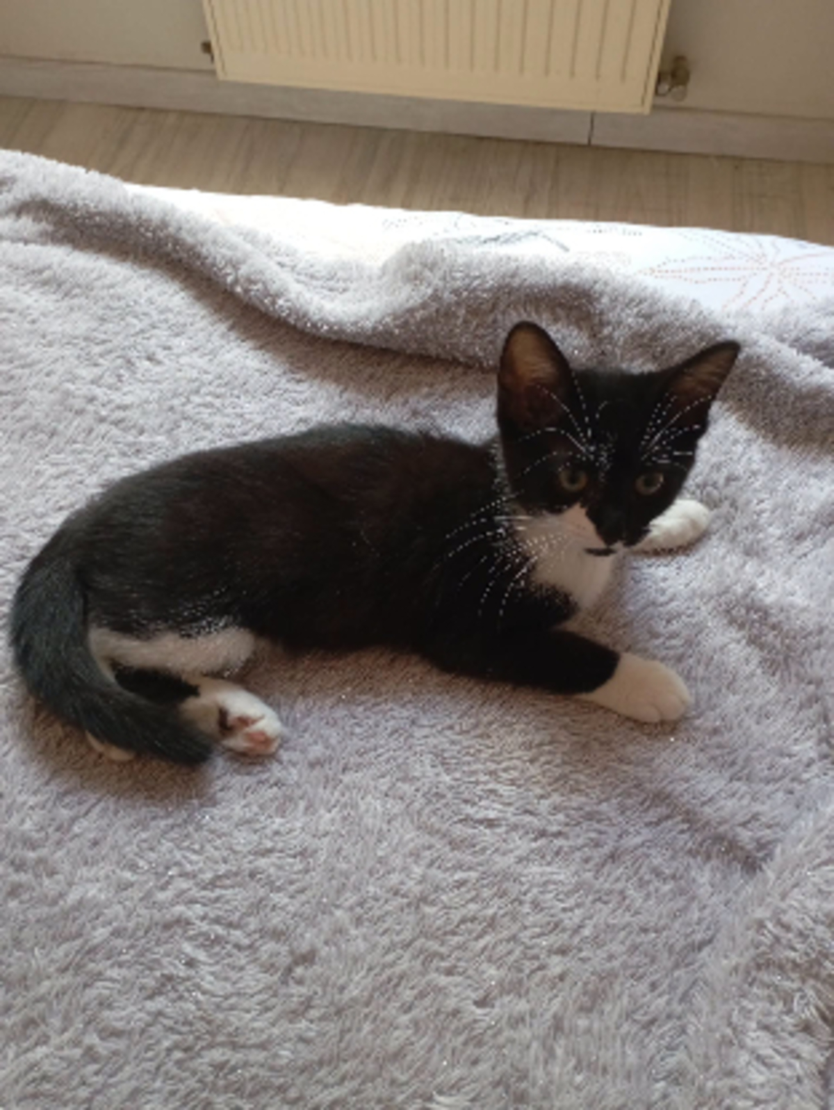 Adoption Bao