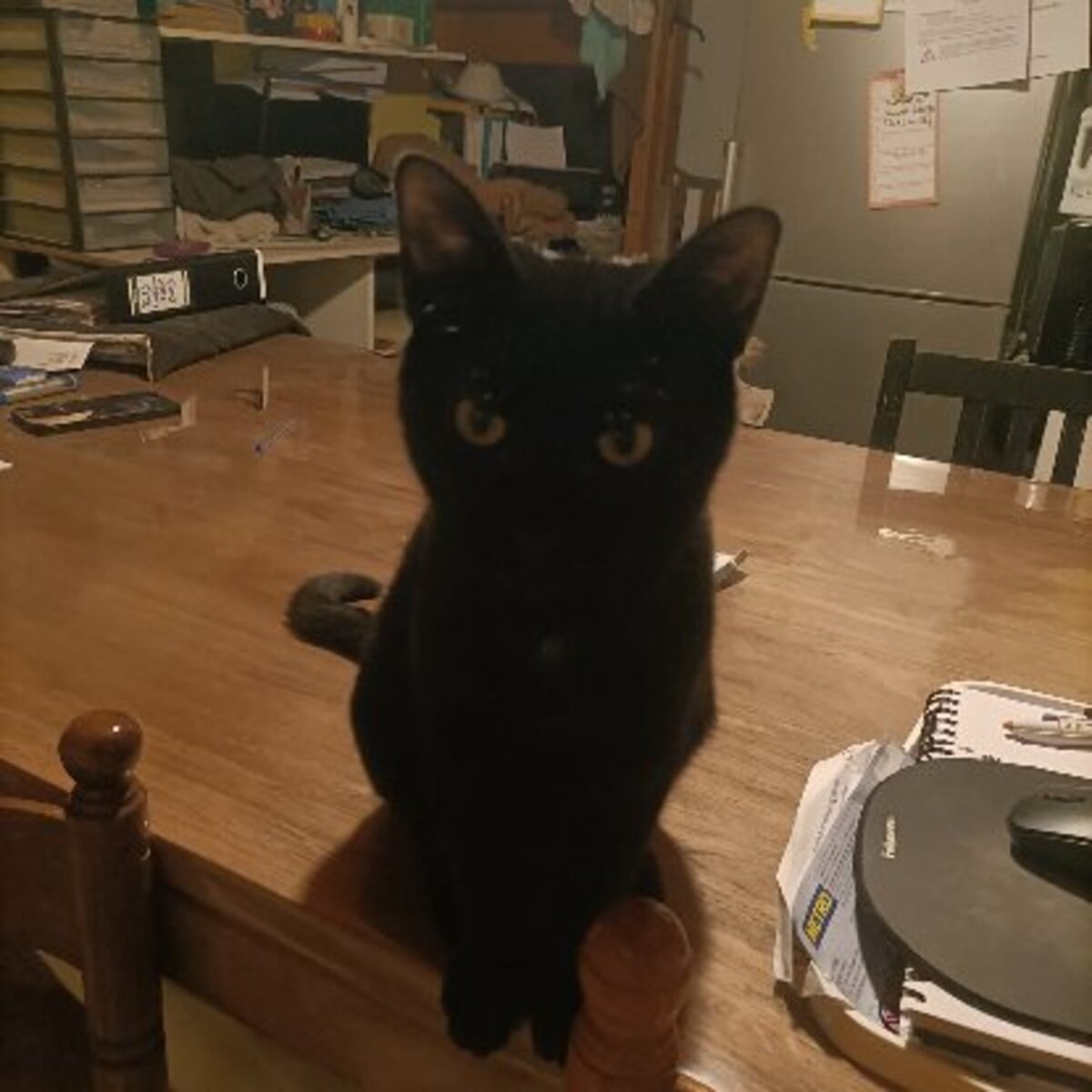 Adoption Barbapapa
