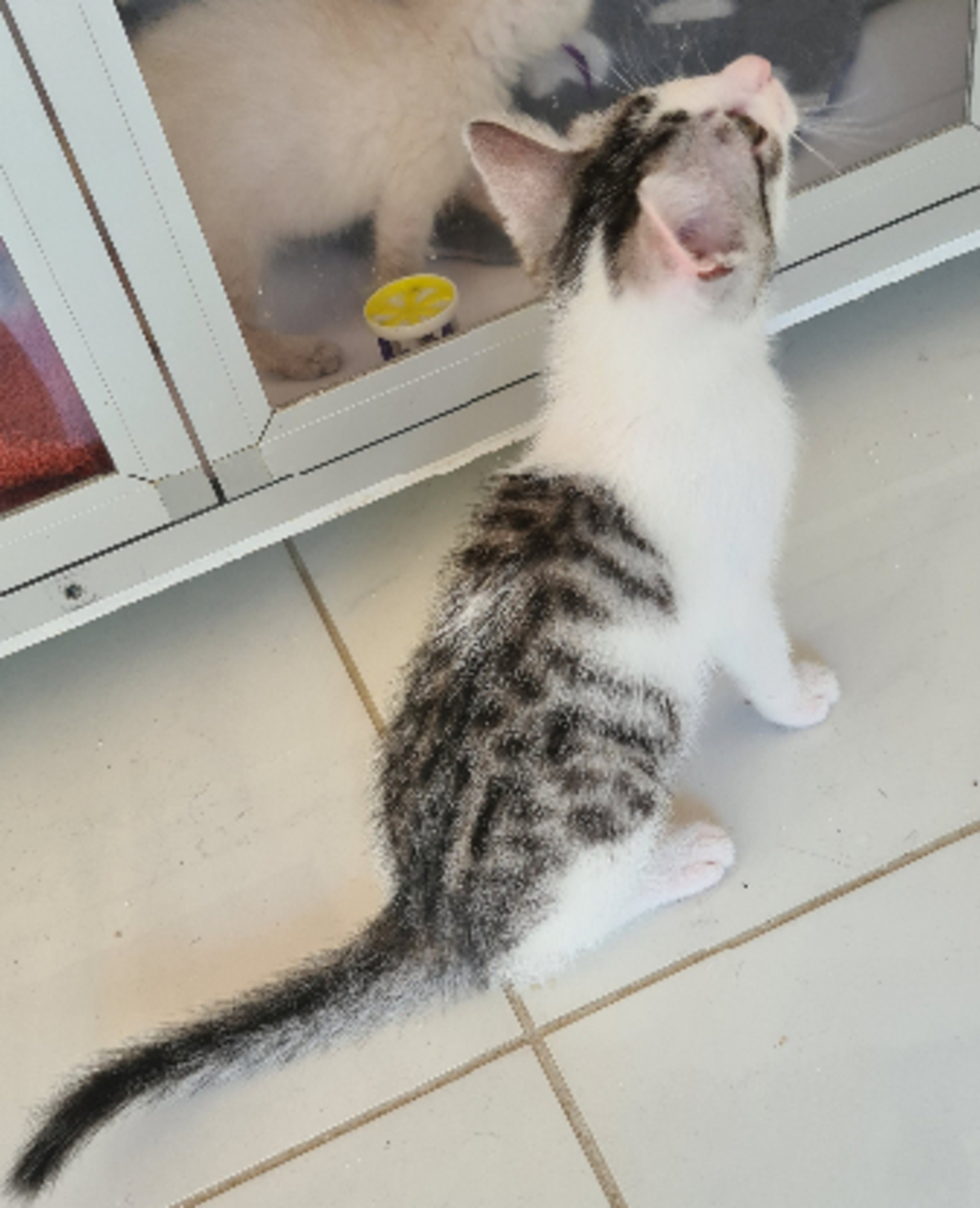 Adoption Barbichat