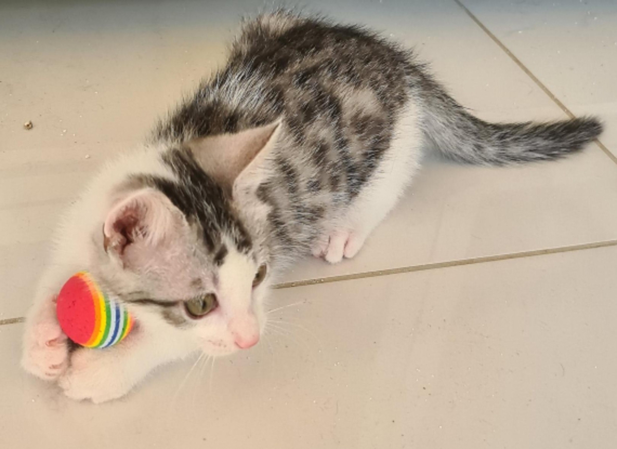 Adoption Barbichat