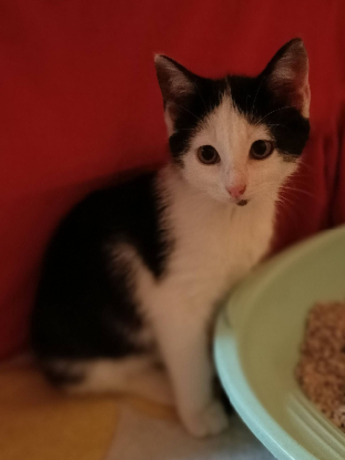 Adoption Barbichette