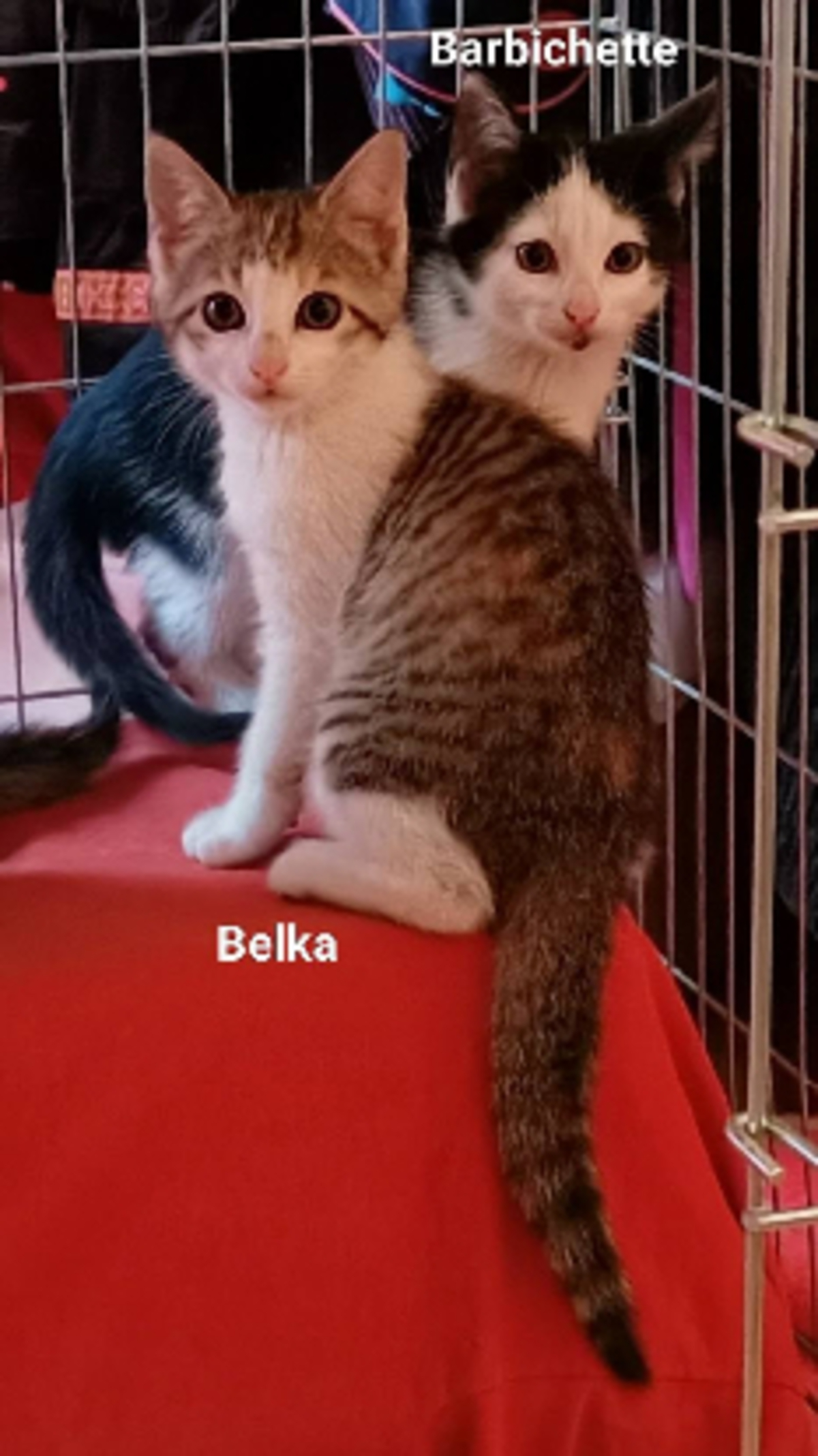 Adoption Barbichette