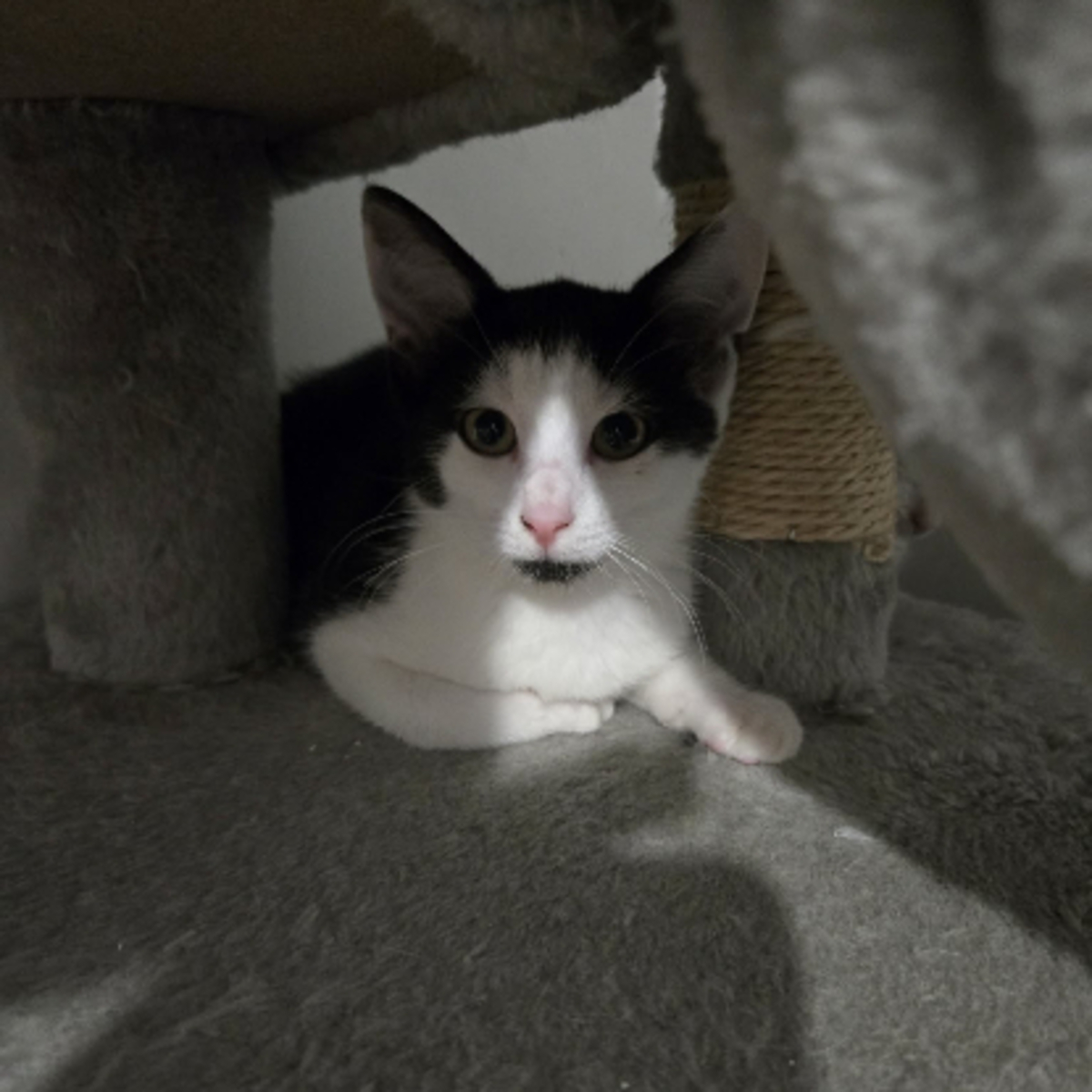 Adoption Barcares