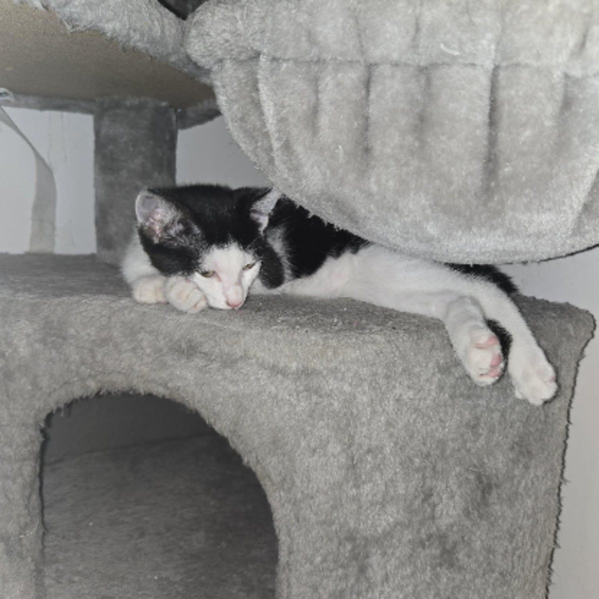Adoption Barcares