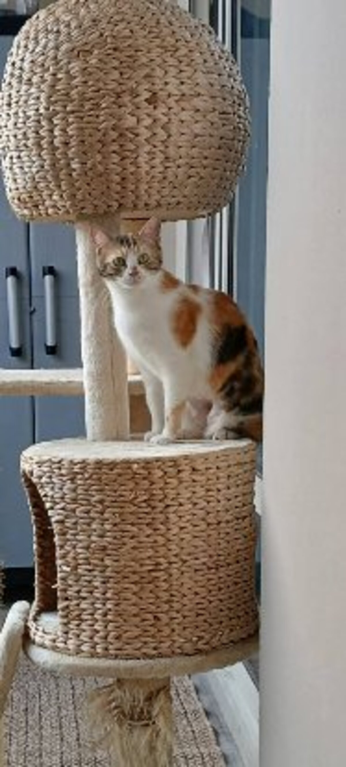 Adoption Bardot