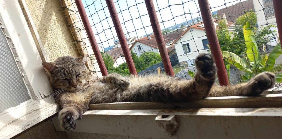 Adoption Barou