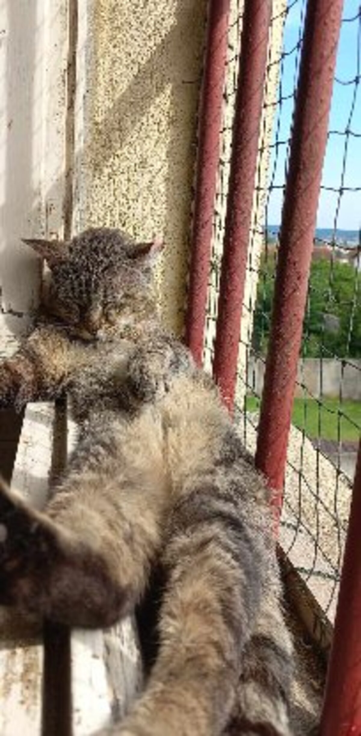 Adoption Barou