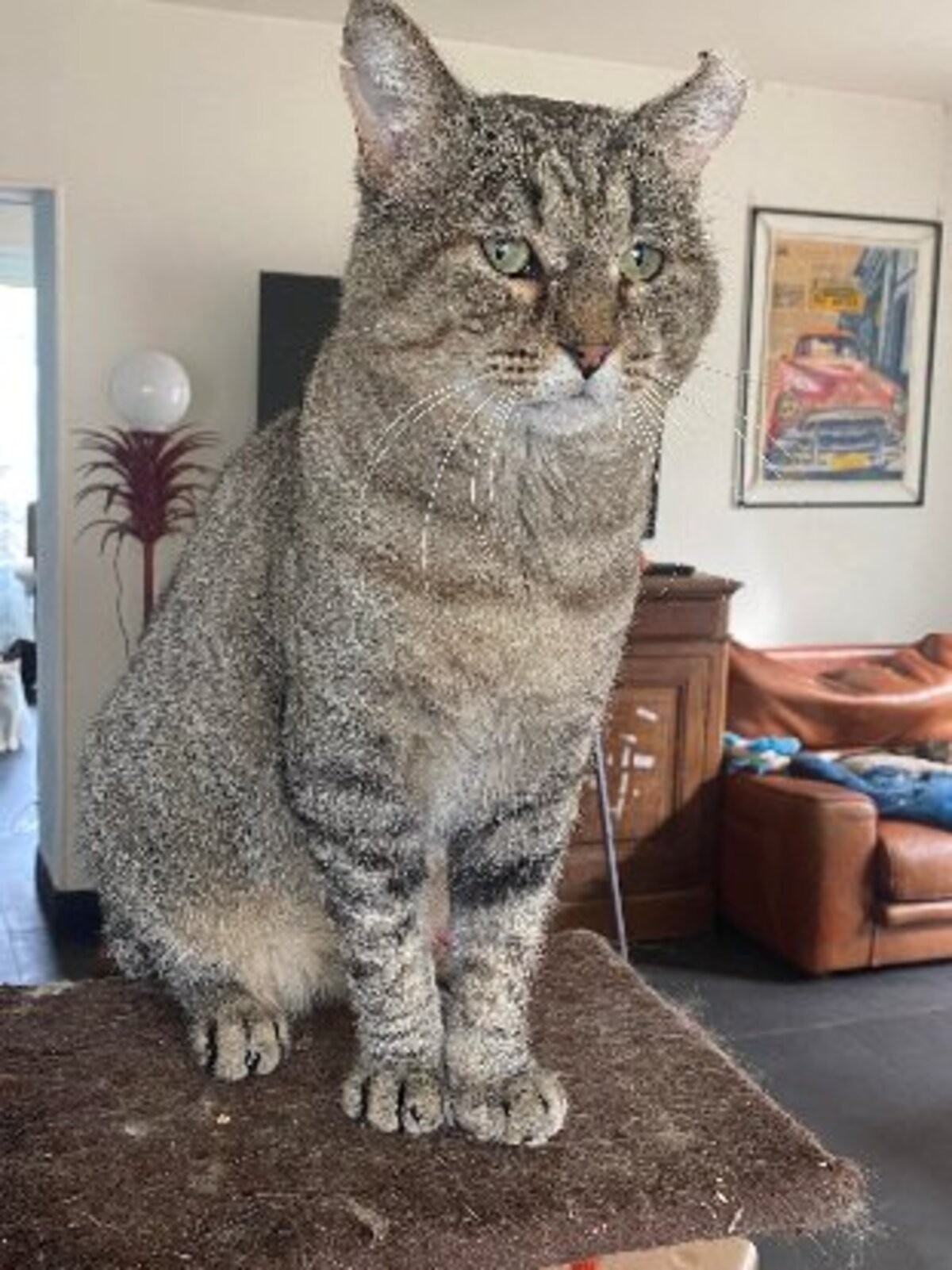 Adoption Barou