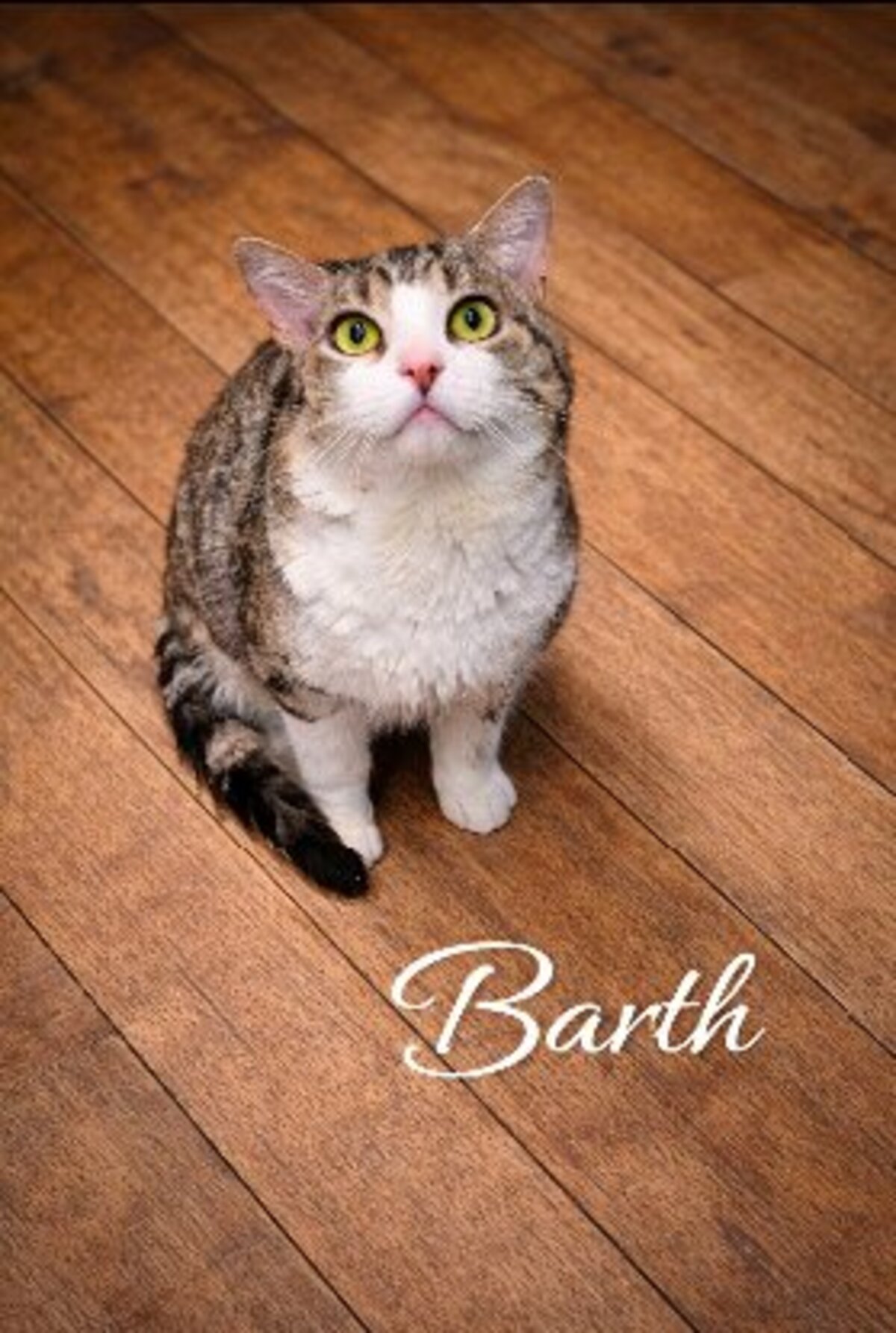 Adoption Bart