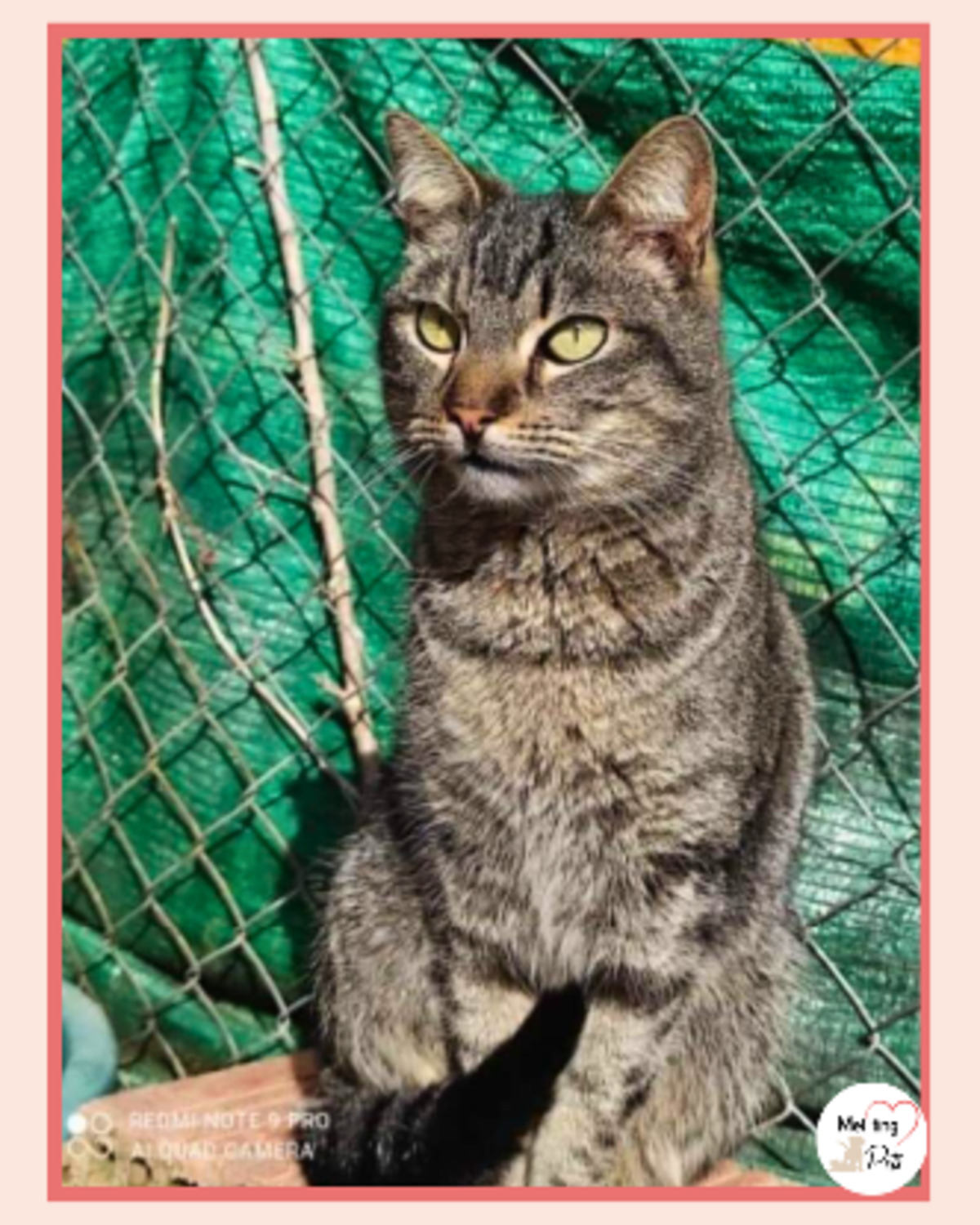 Adoption Bartolomiau
