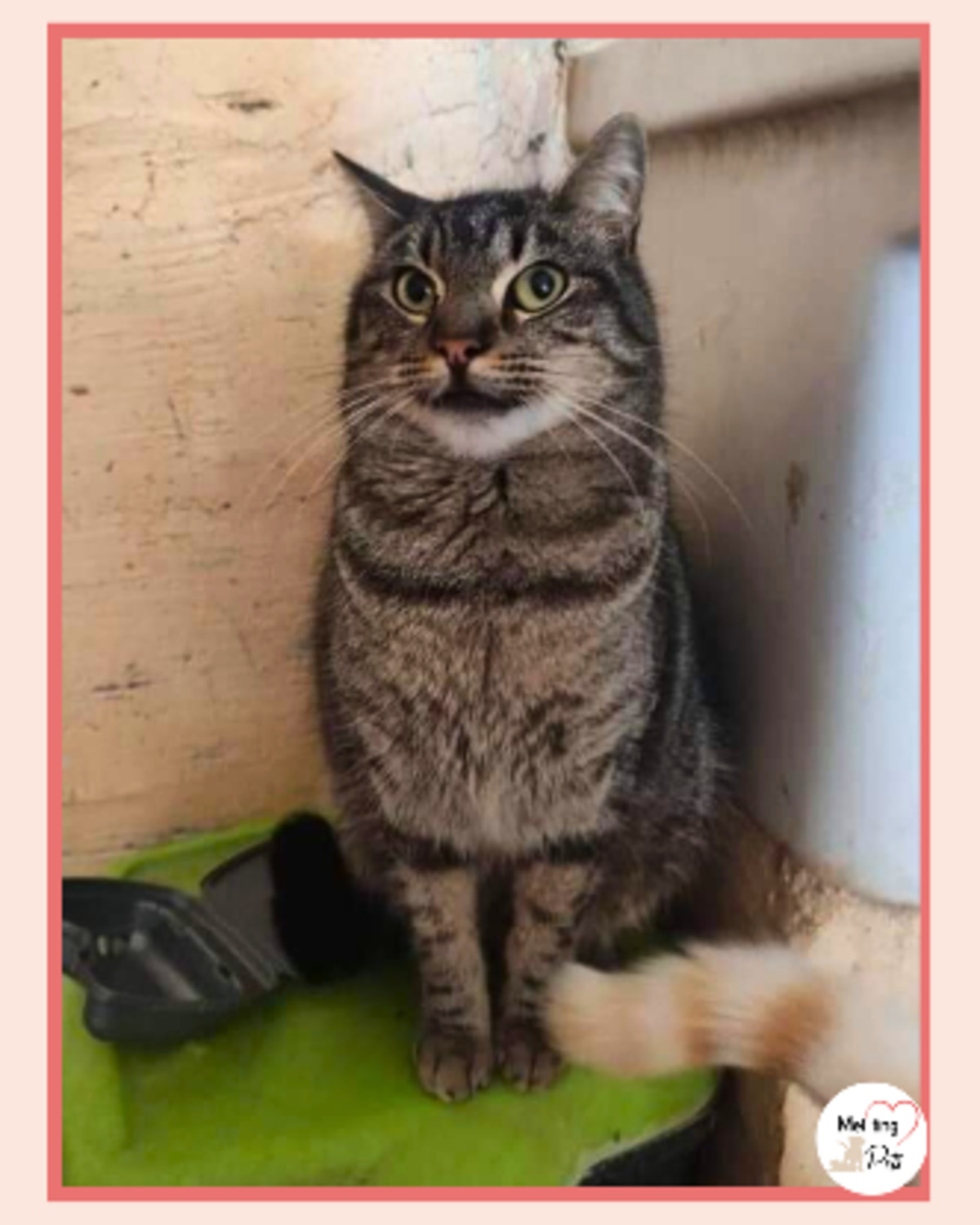 Adoption Bartolomiau