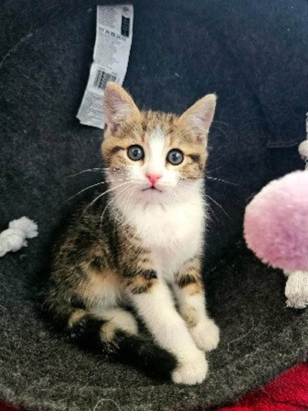 Adoption Basalte frère de silex et jais