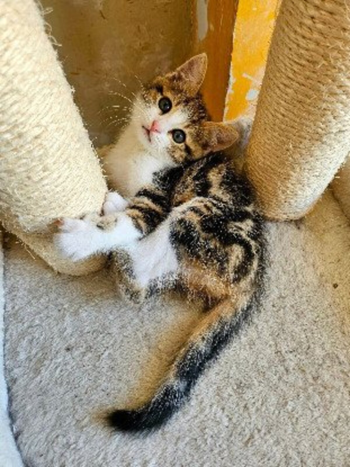 Adoption Basalte frère de silex et jais