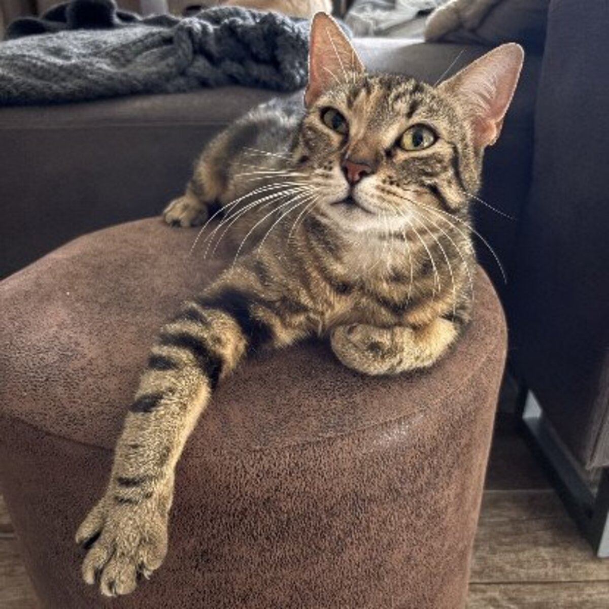 Adoption Bastet