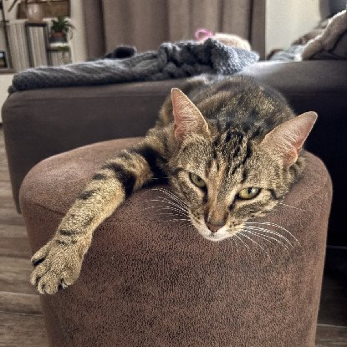 Adoption Bastet