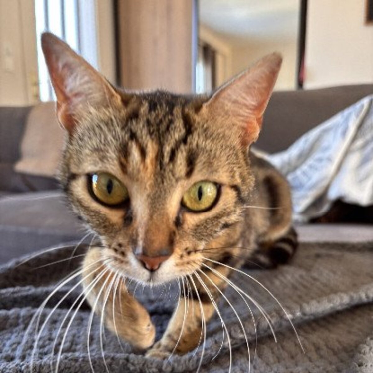 Adoption Bastet