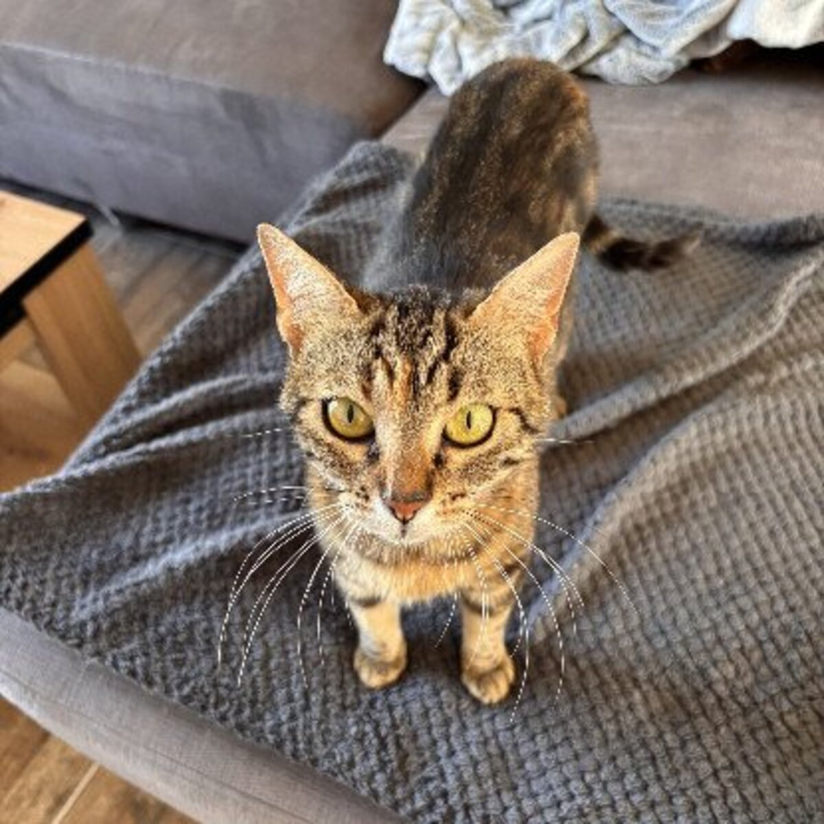 Adoption Bastet