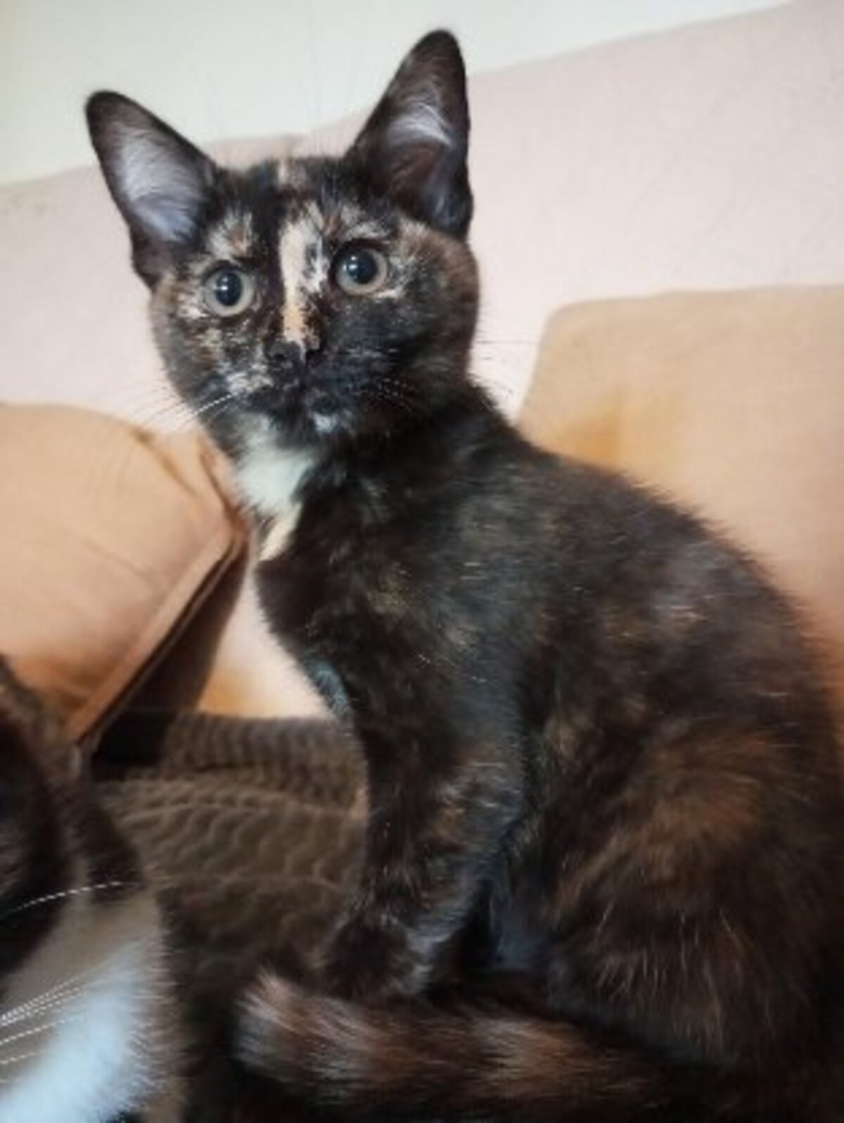 Adoption Baya