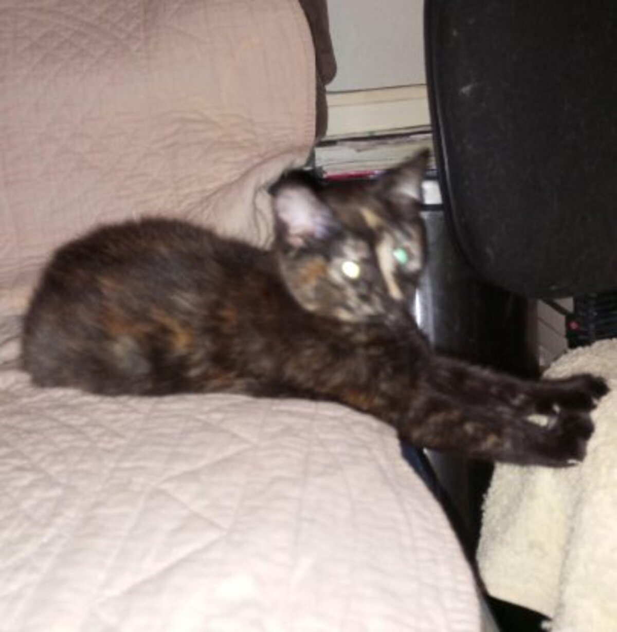 Adoption Baya