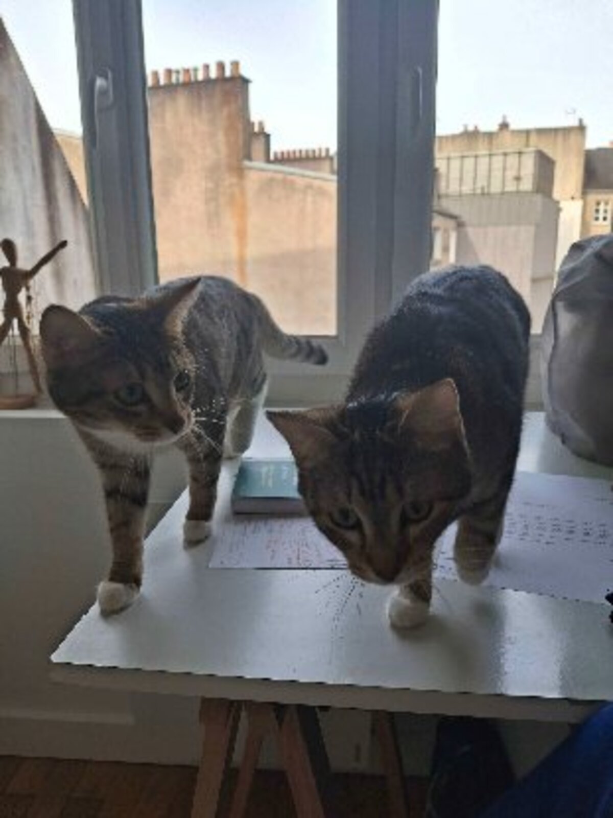 Adoption Baya & lexie