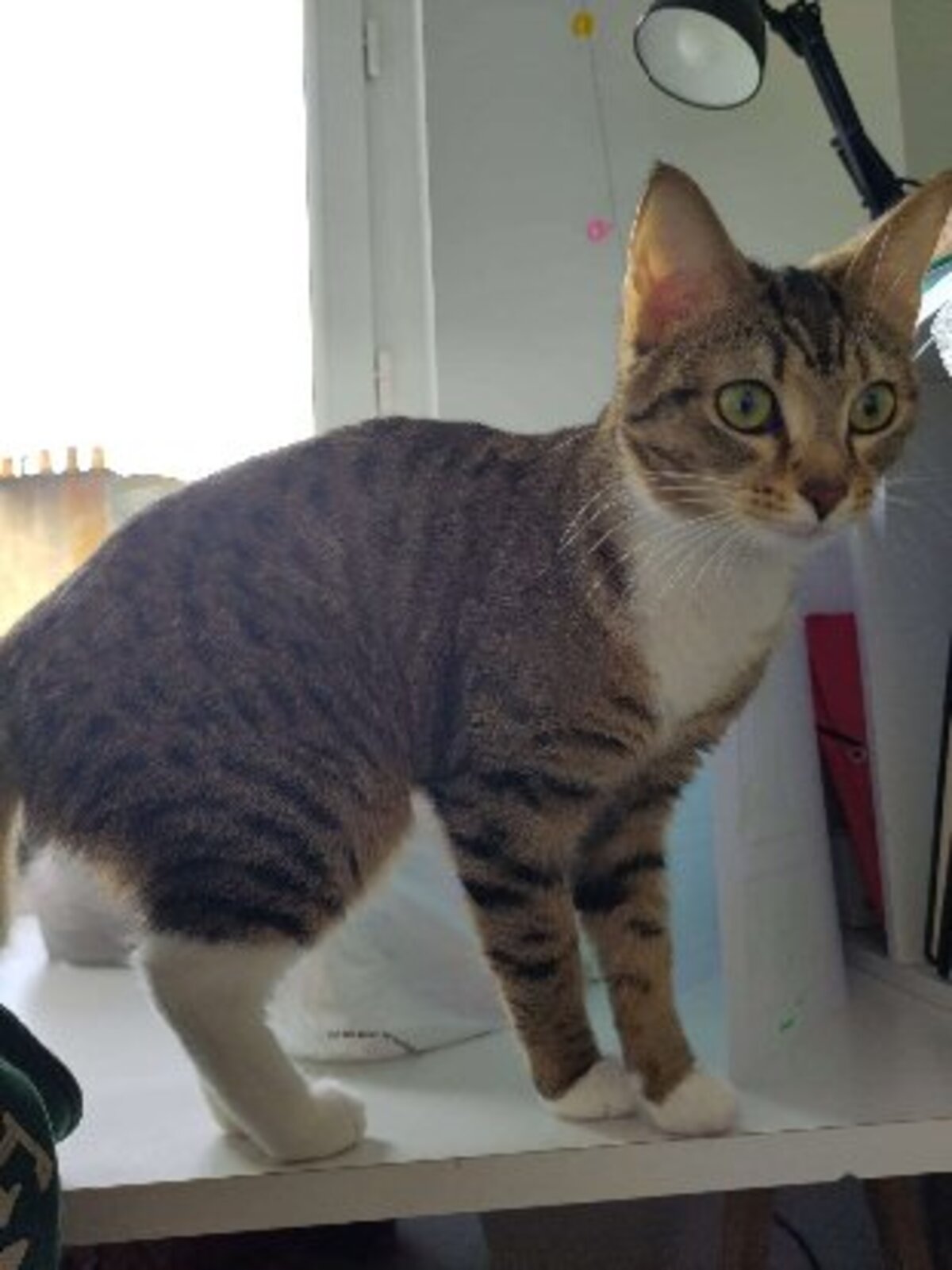 Adoption Baya & lexie