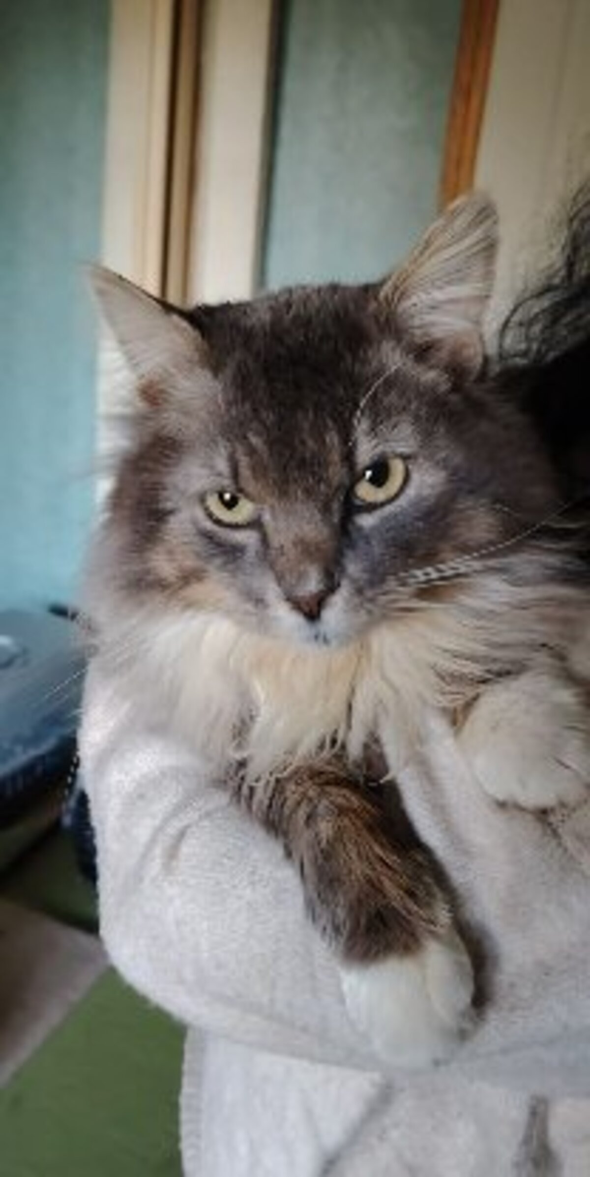 Adoption Beaugosse