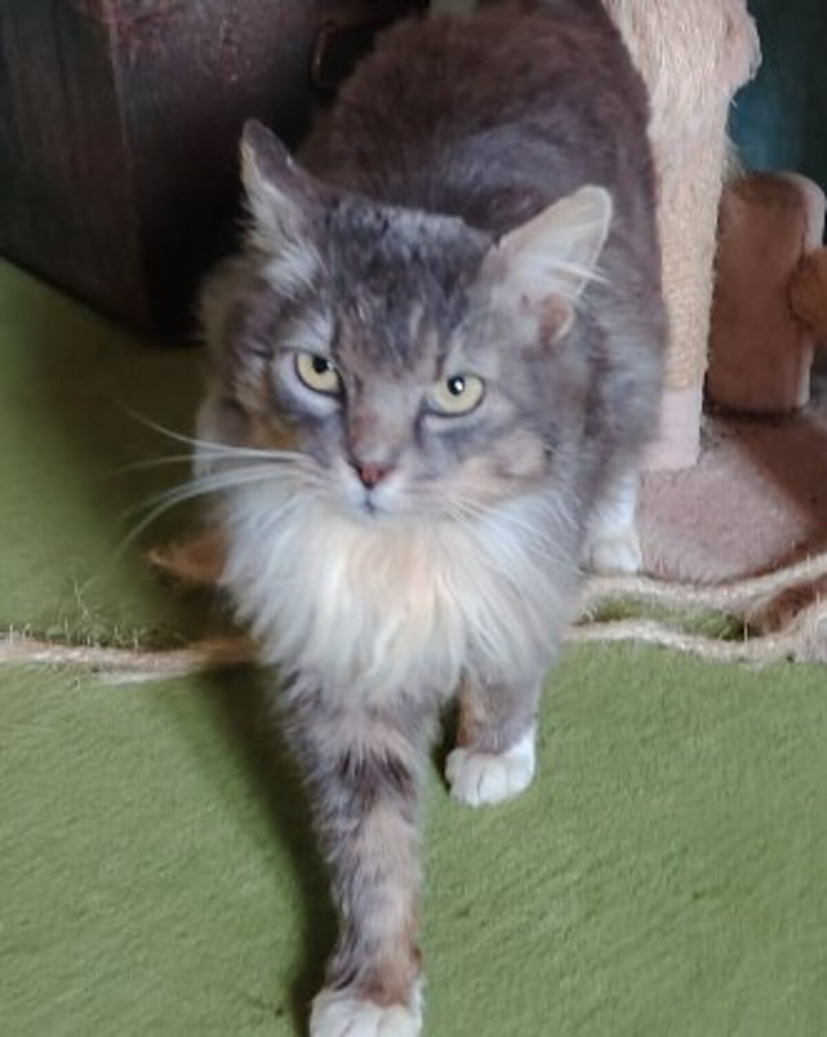 Adoption Beaugosse