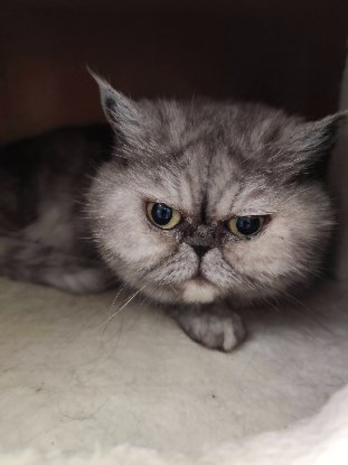 Adoption Beauté