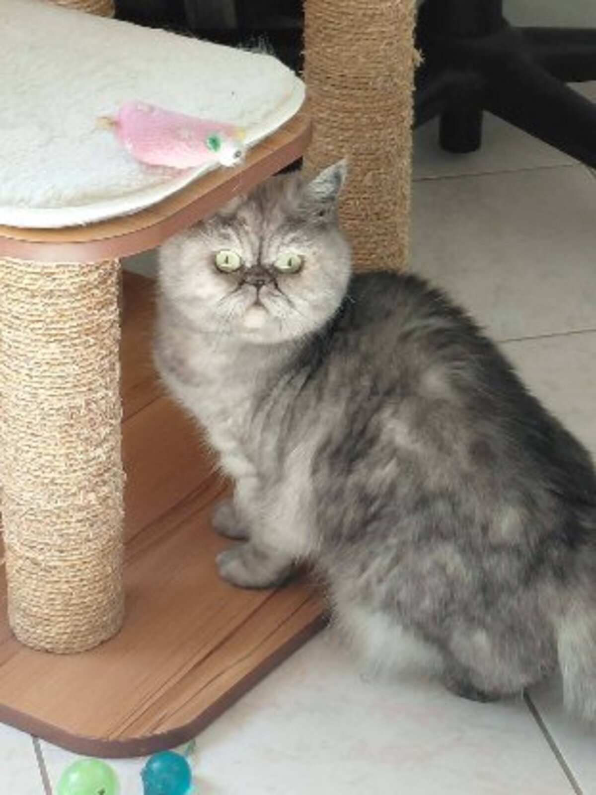 Adoption Beauté