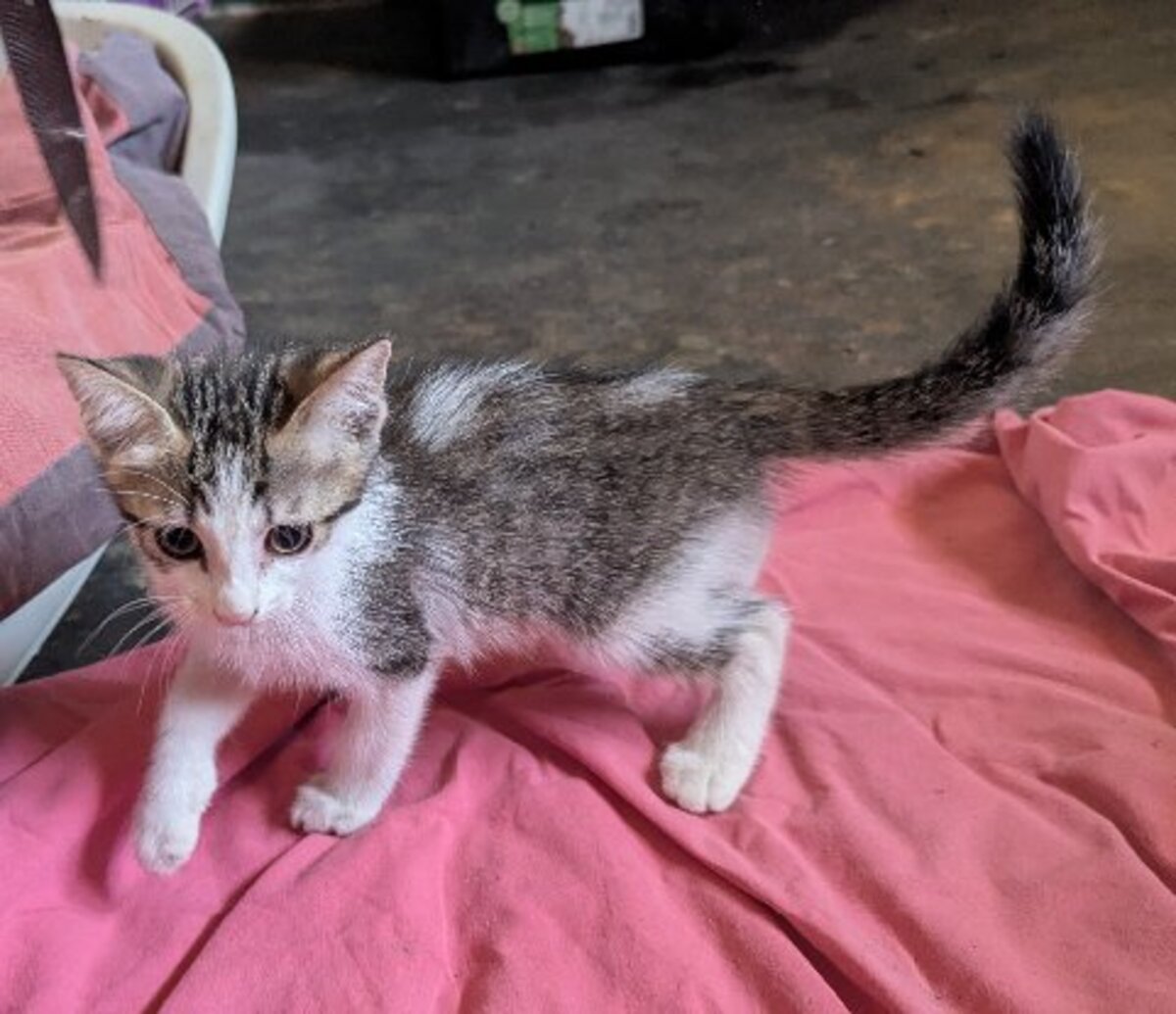 Adoption Bébécaille