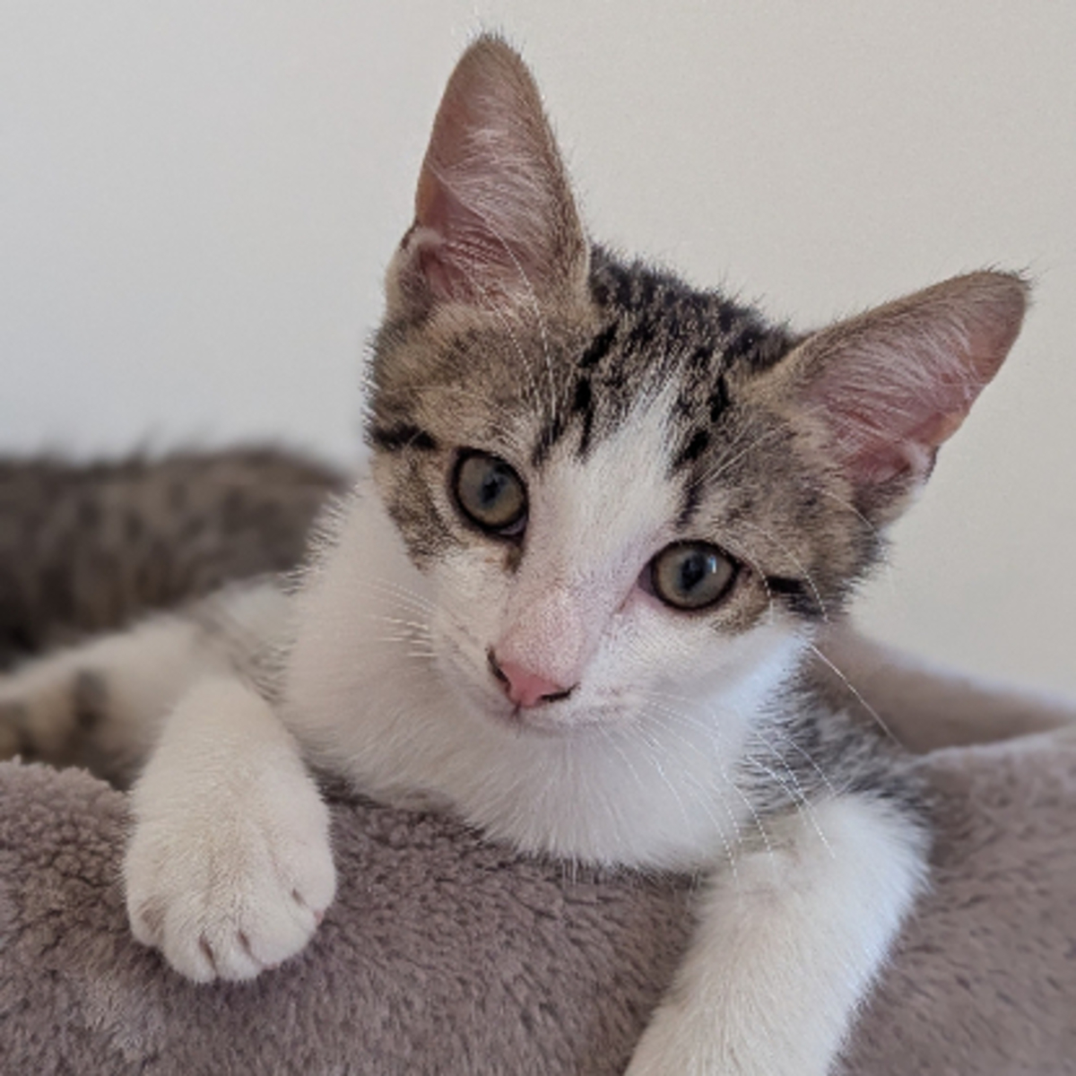 Adoption Bébécaille