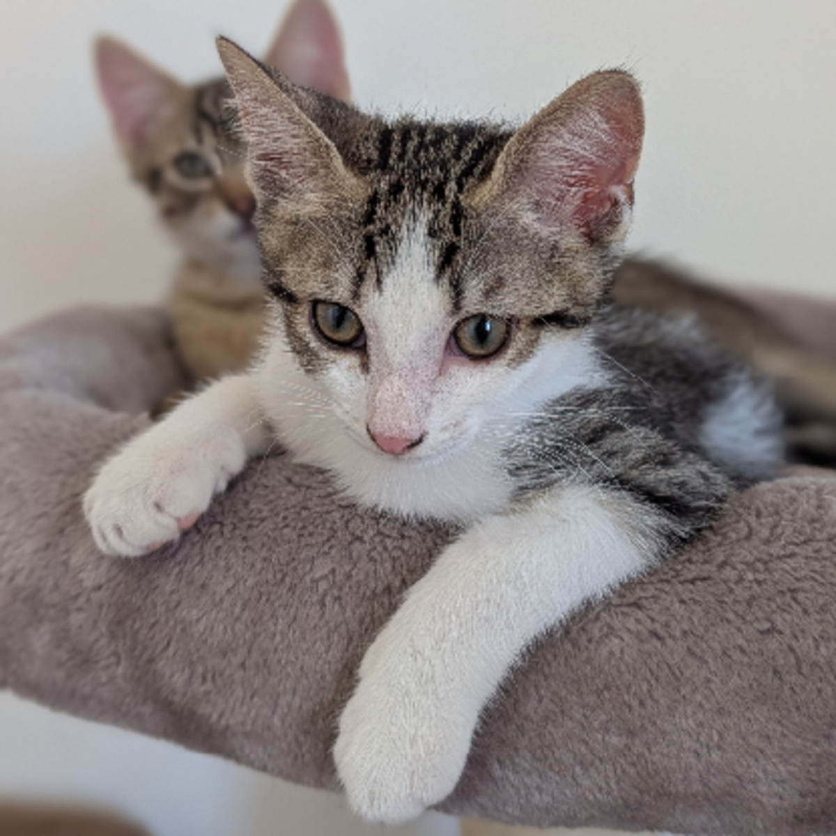 Adoption Bébécaille