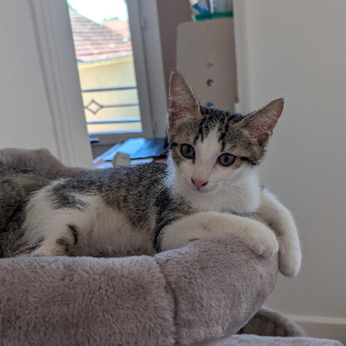 Adoption Bébécaille