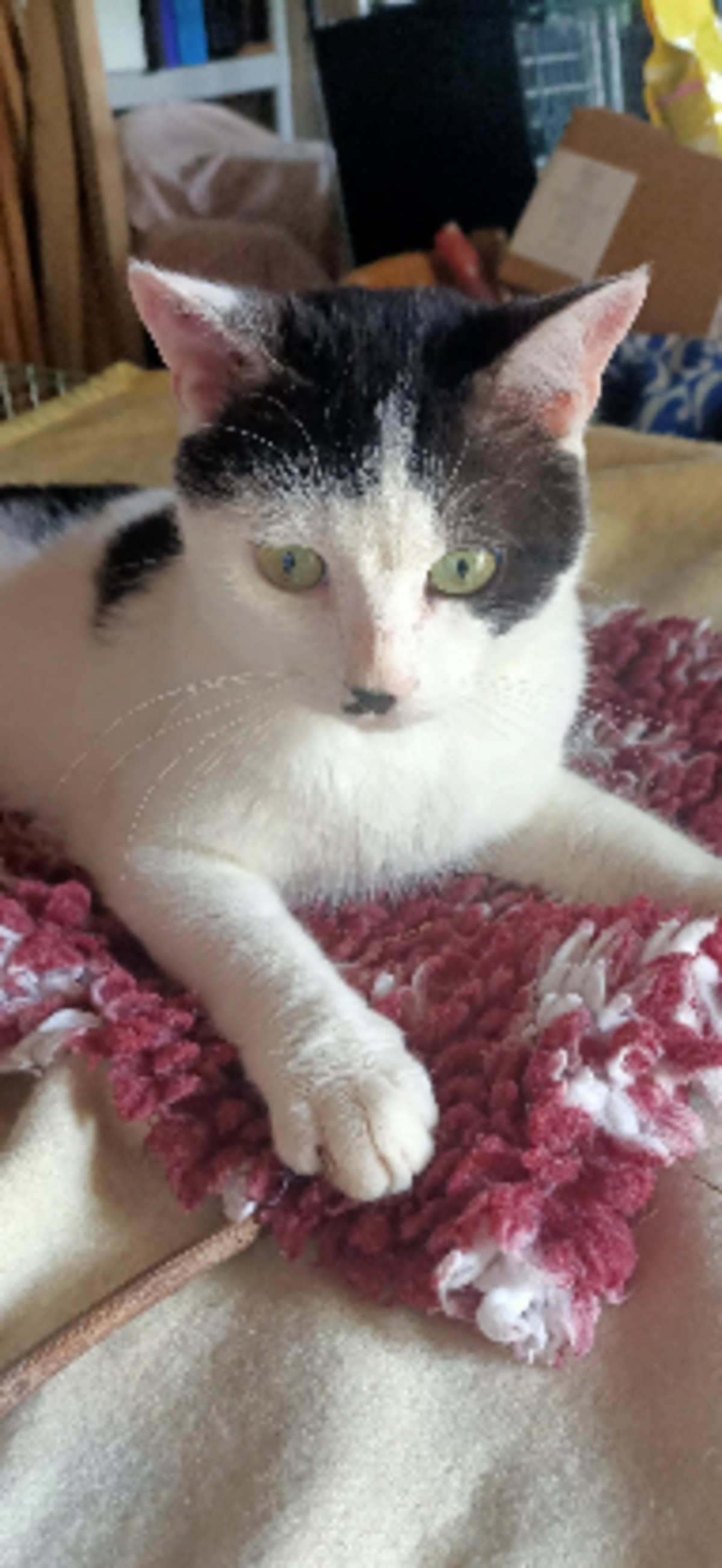 Adoption Benjy