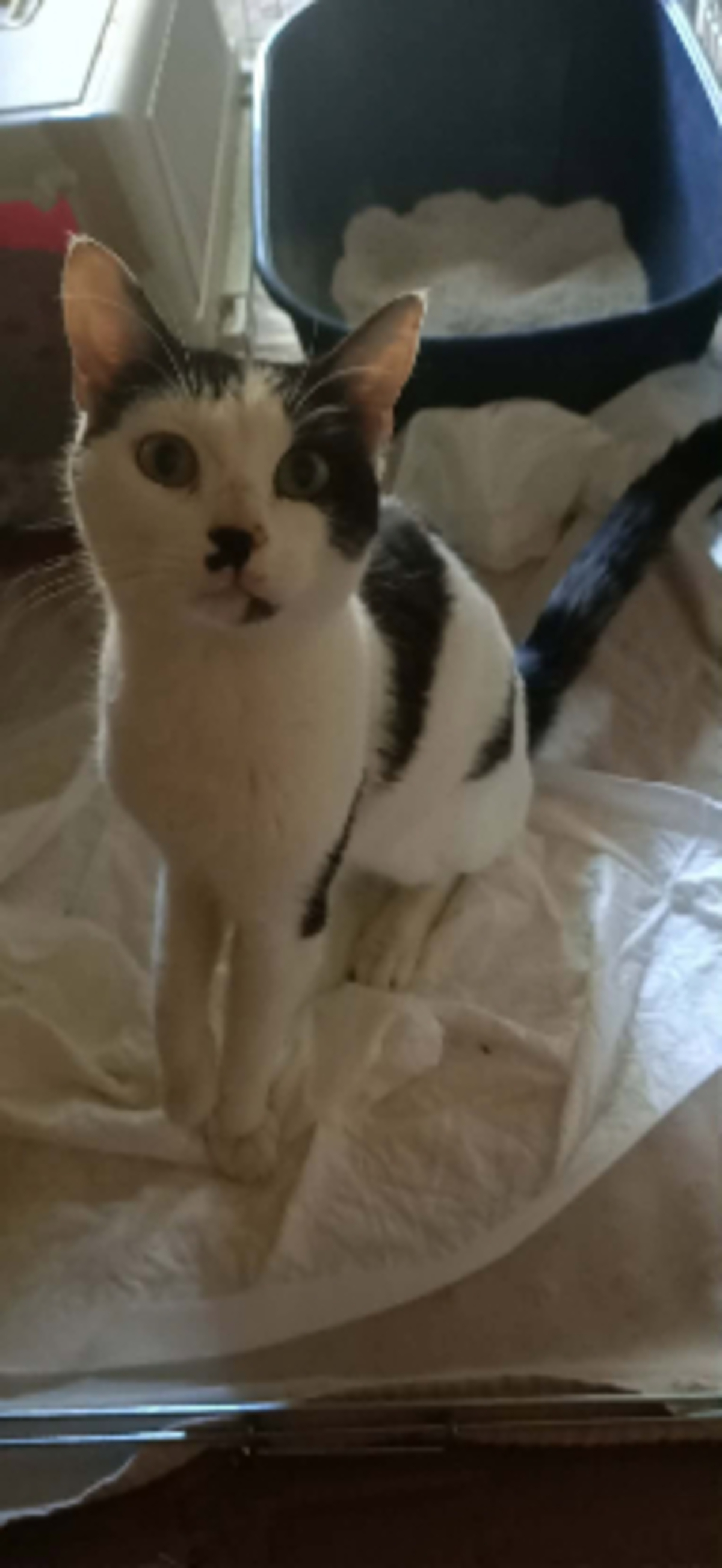 Adoption Benjy