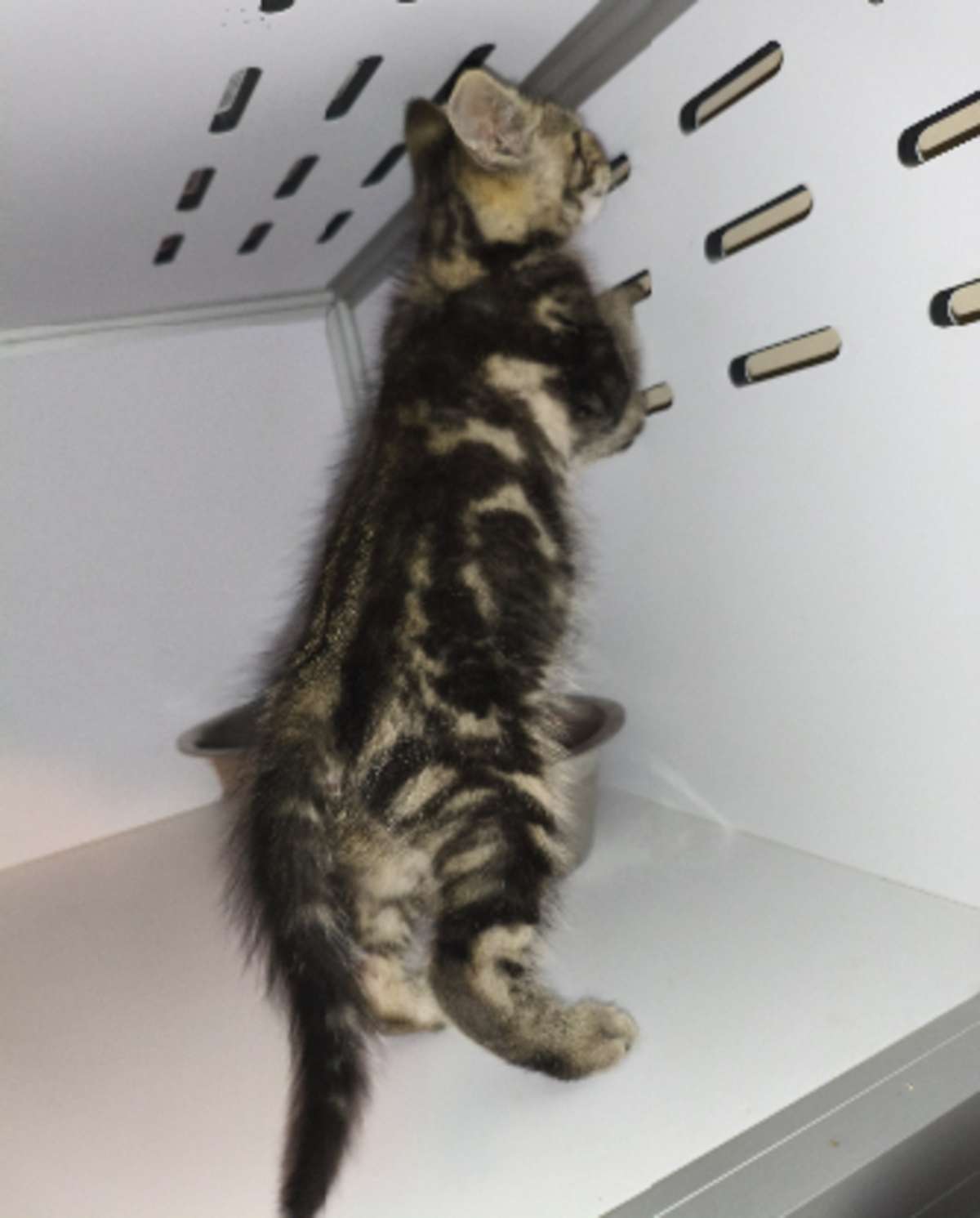 Adoption Berce