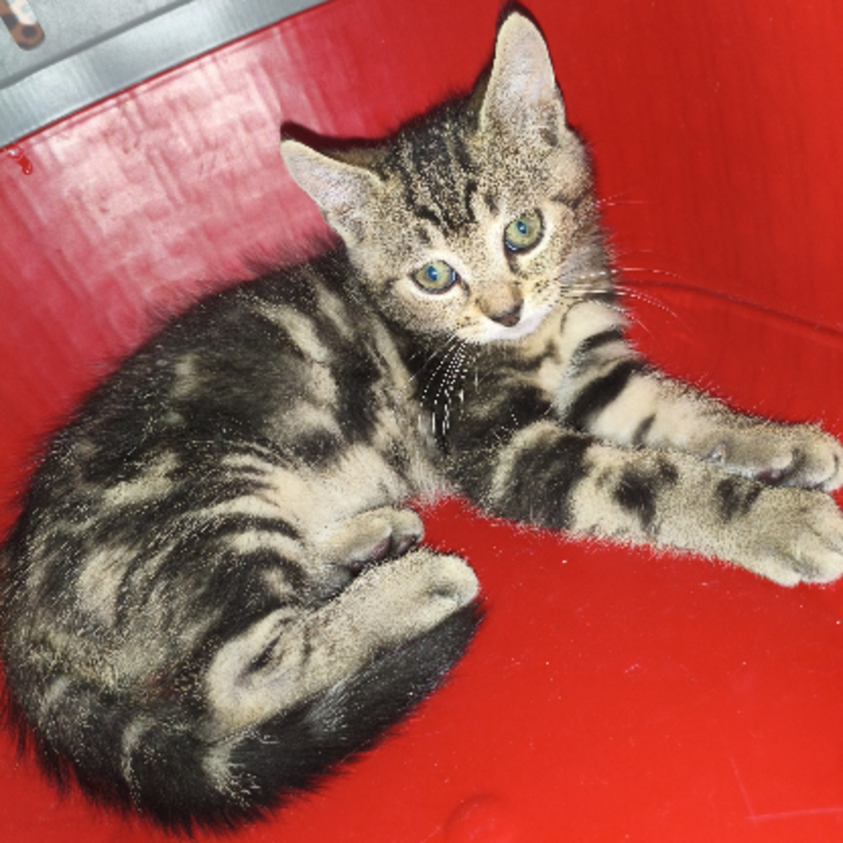 Adoption Berce