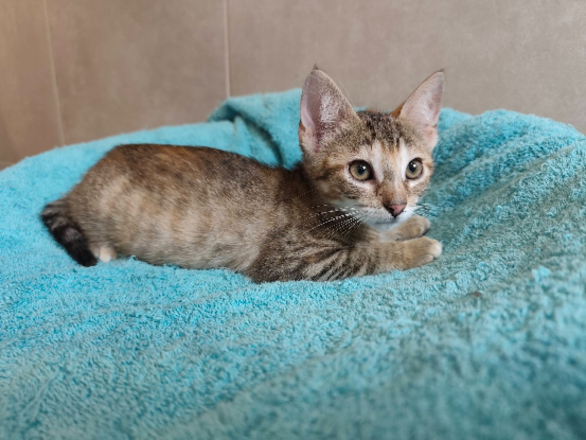 Adoption Bergamote