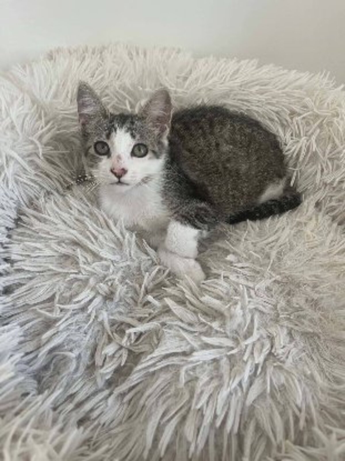 Adoption Berline