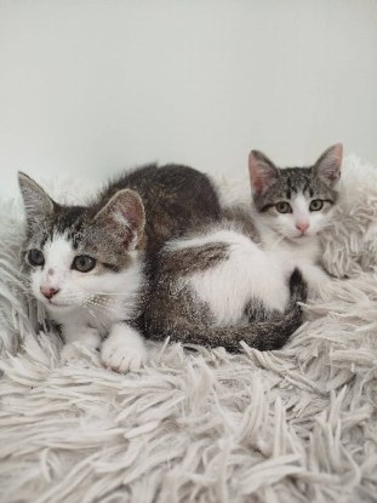Adoption Berline