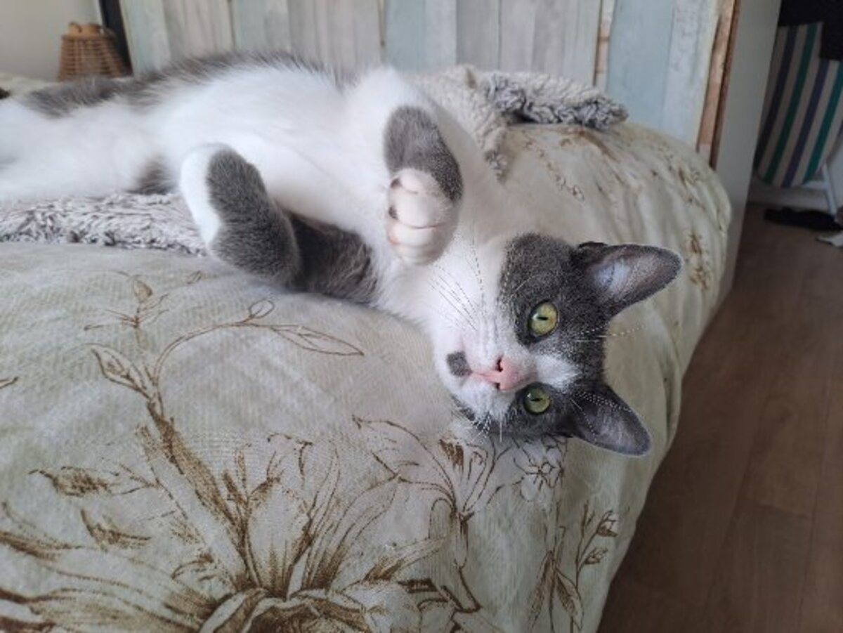 Adoption Berlioz