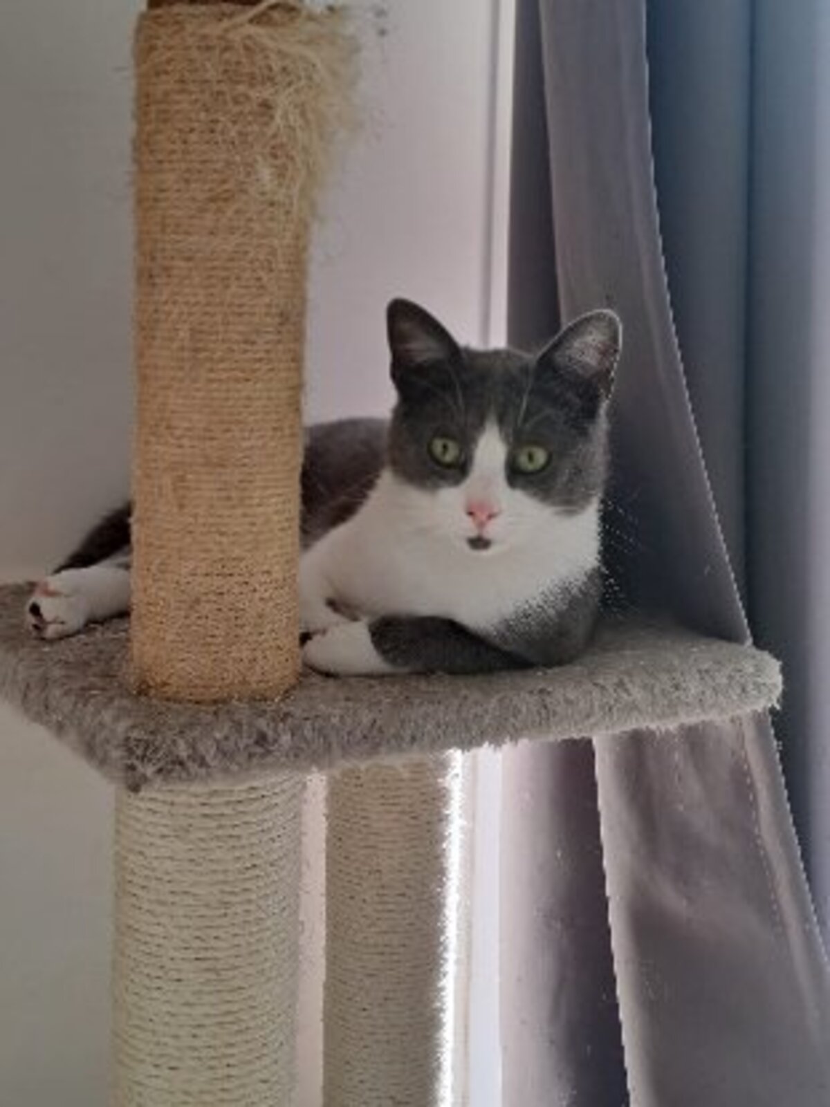 Adoption Berlioz