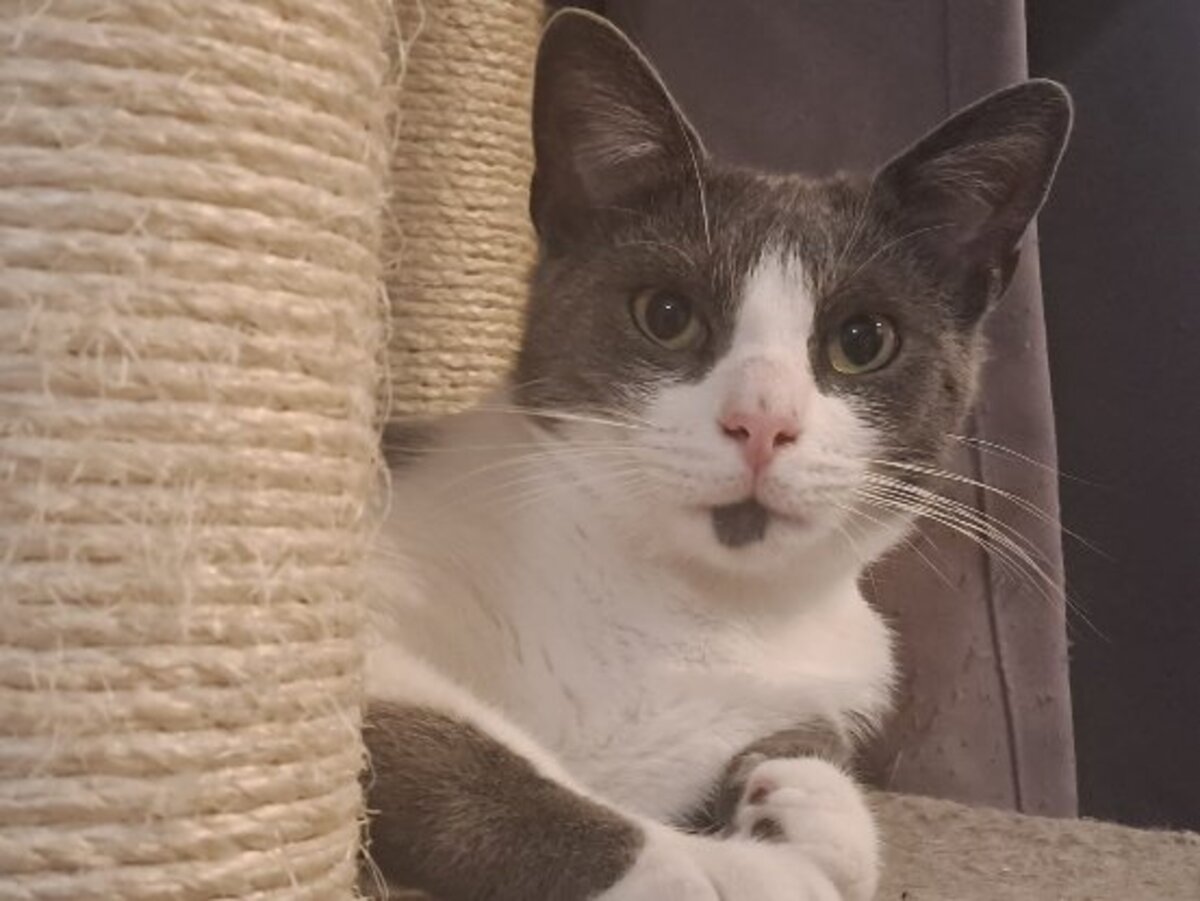 Adoption Berlioz