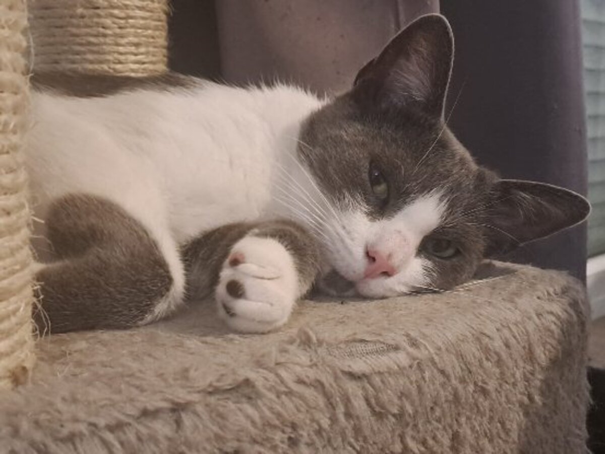 Adoption Berlioz
